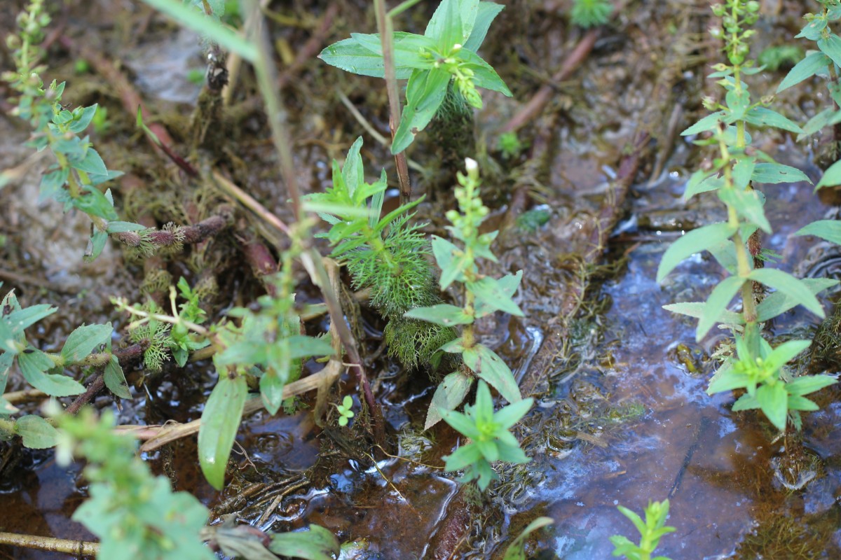 Limnophila heterophylla (Roxb.) Benth.